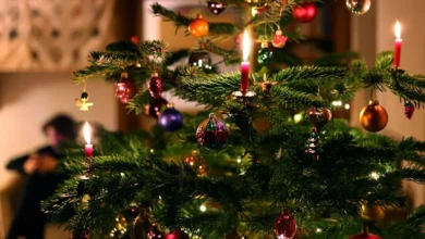 راهنمای خرید درخت کریسمس