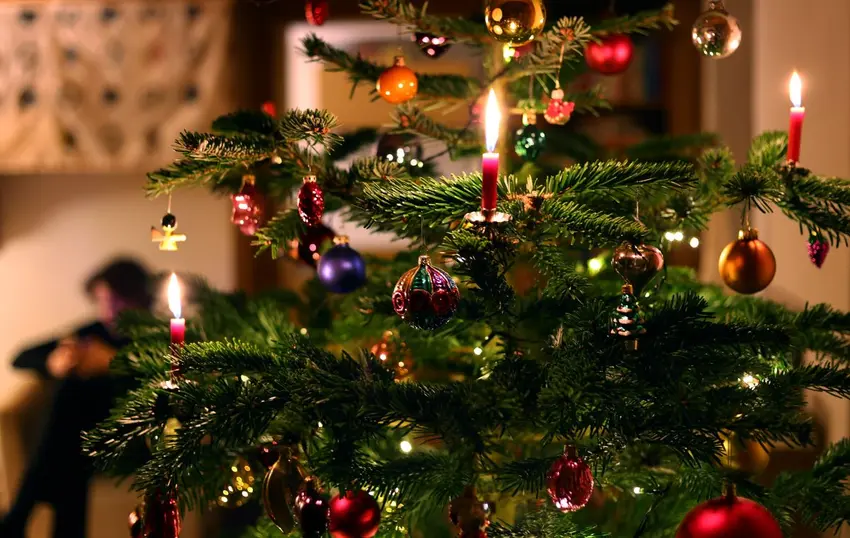راهنمای خرید درخت کریسمس