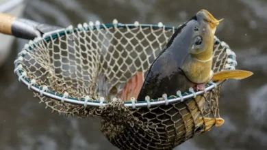 چرا آلمانی‌ها شب کریسمس ماهی کپور می‌خورند؟