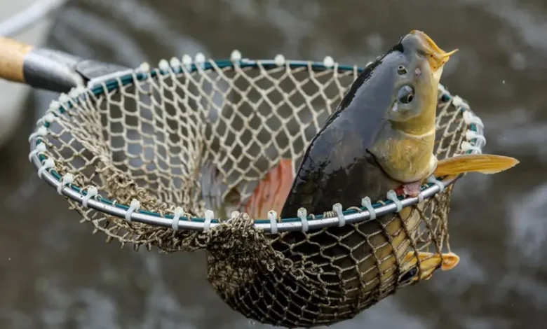 چرا آلمانیها شب کریسمس ماهی کپور میخورند؟