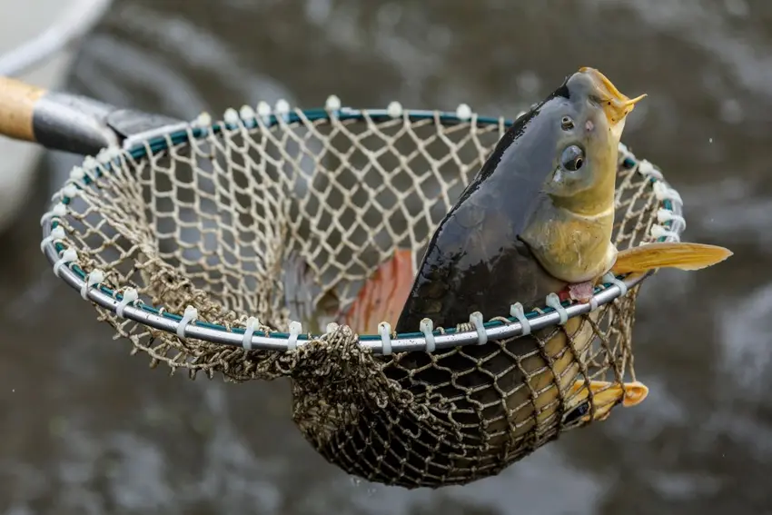 چرا آلمانی‌ها شب کریسمس ماهی کپور می‌خورند؟