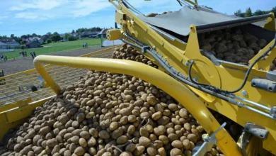 سیب زمینی رایگان برلین