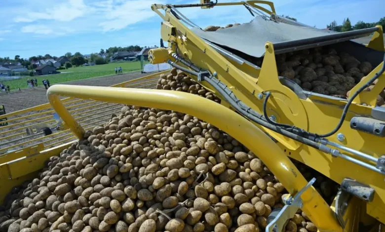 سیب زمینی رایگان برلین