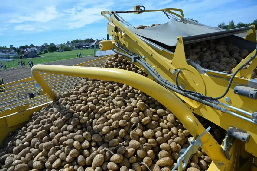 سیب زمینی رایگان برلین