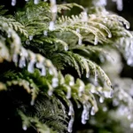 اخبار آلمان