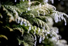 اخبار آلمان