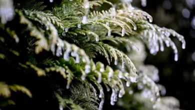 اخبار آلمان