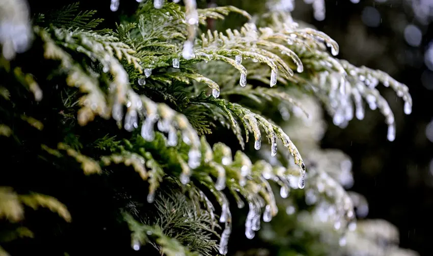 اخبار آلمان