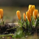 آب و هوای آلمان