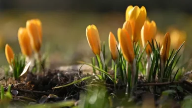 آب و هوای آلمان