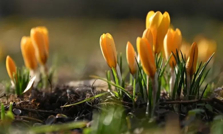 آب و هوای آلمان