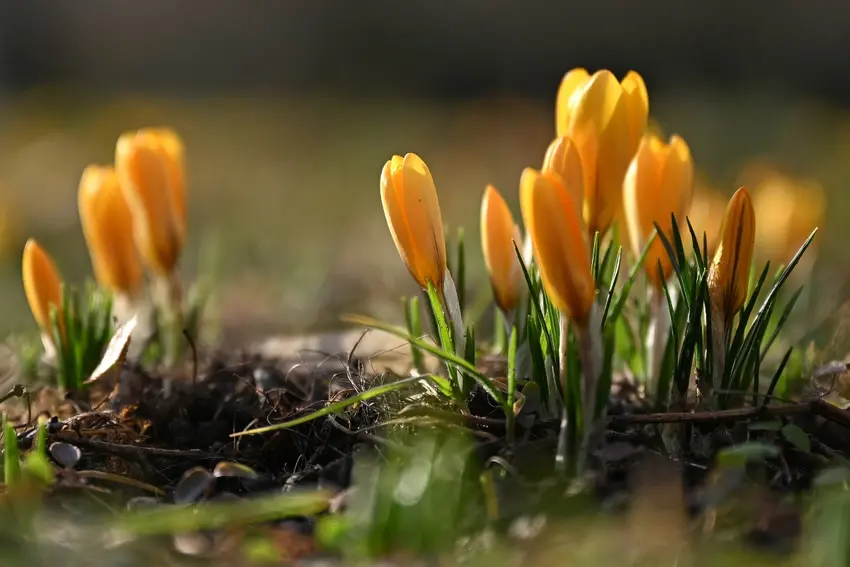 آب و هوای آلمان