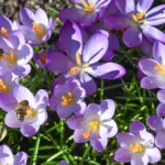 اخبار آلمان