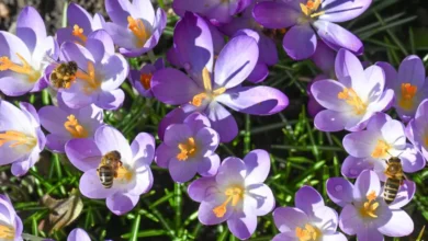 اخبار آلمان