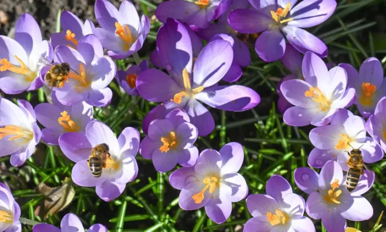 اخبار آلمان