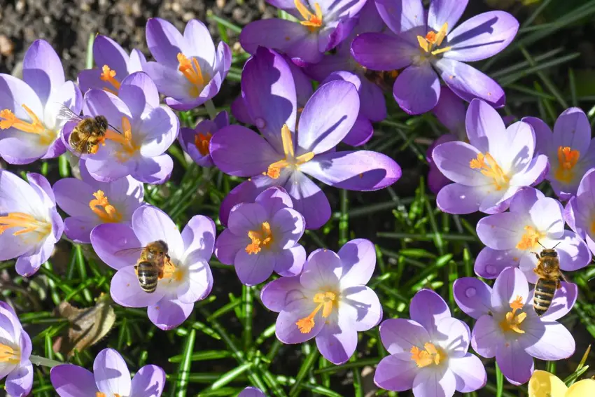 اخبار آلمان