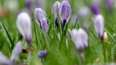 آب و هوای آلمان