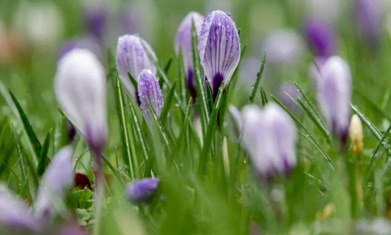 آب و هوای آلمان