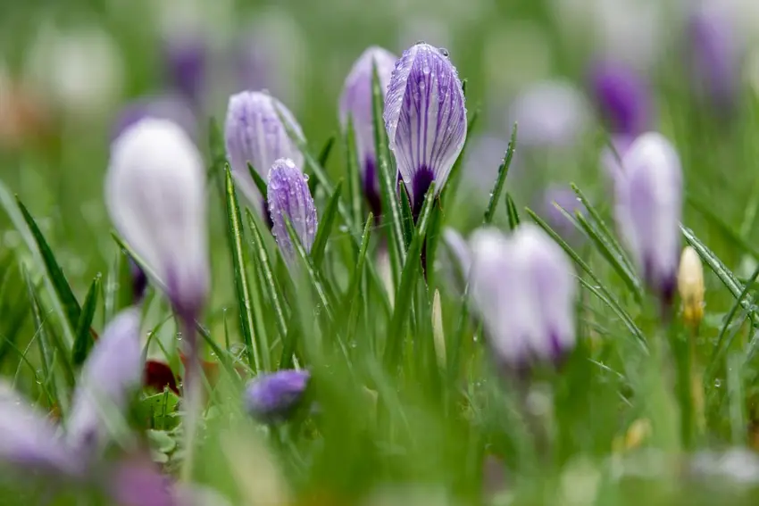 آب و هوای آلمان