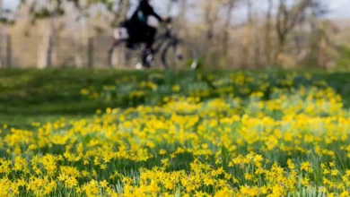 خوشحالی در آلمان