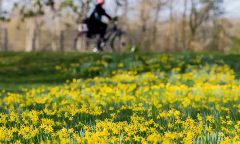 خوشحالی در آلمان