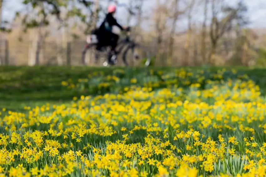 خوشحالی در آلمان