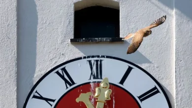 اخبار آلمان