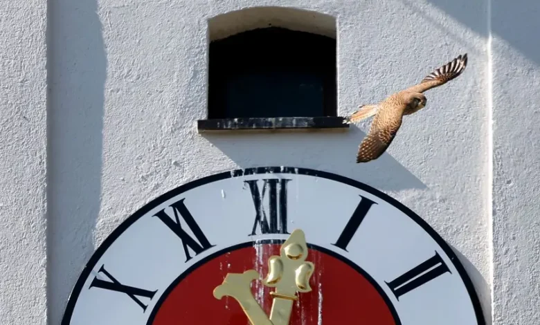 اخبار آلمان