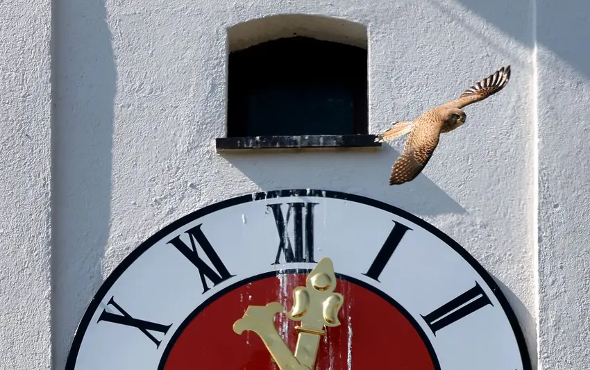 اخبار آلمان