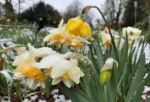 اخبار آلمان