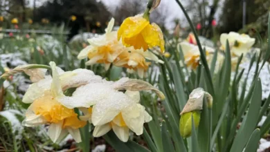 اخبار آلمان