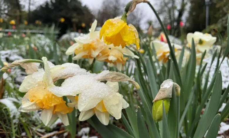 اخبار آلمان