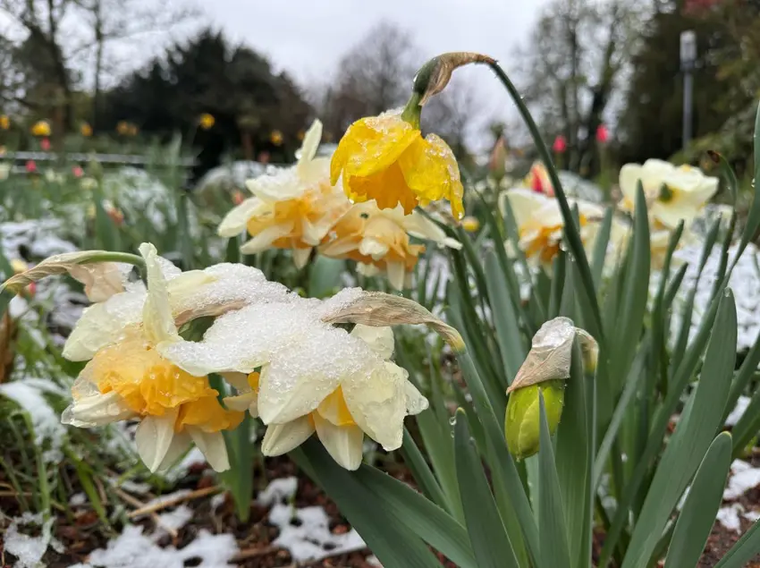 اخبار آلمان