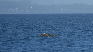 نجات نهنگ در آلمان