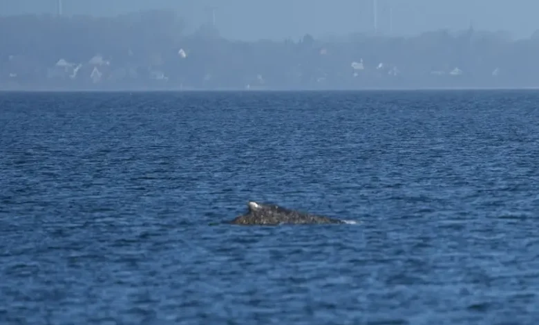 نجات نهنگ در آلمان