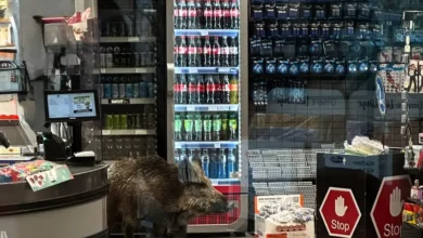 اخبار برلین