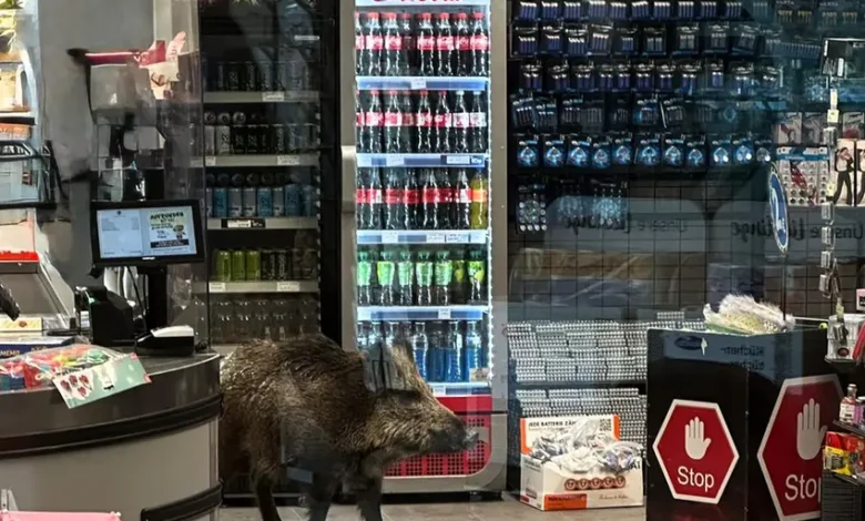 اخبار برلین