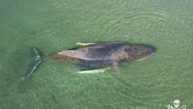 نجات نهنگ در آلمان