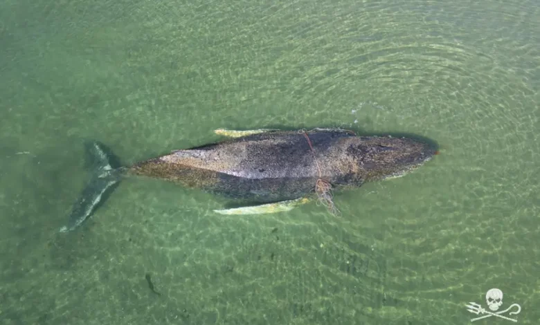 نجات نهنگ در آلمان