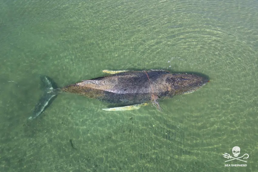 نجات نهنگ در آلمان