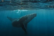 اخبار آلمان