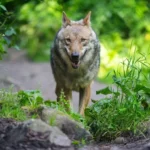 اخبار آلمان