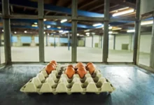 اخبار آلمان