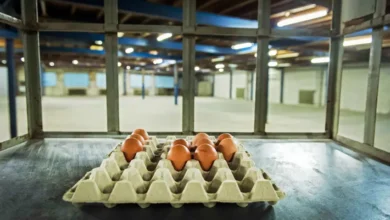 اخبار آلمان