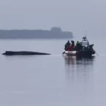 اخبار آلمان