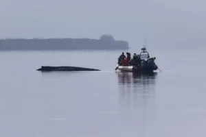 اخبار آلمان