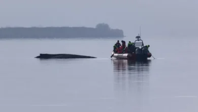 اخبار آلمان