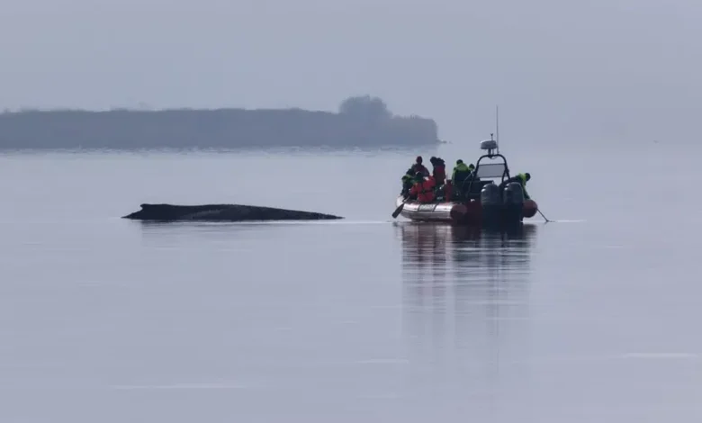 اخبار آلمان