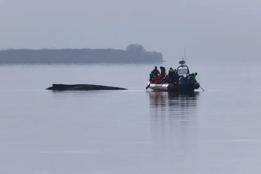 اخبار آلمان