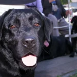 قوانین سفر به اروپا